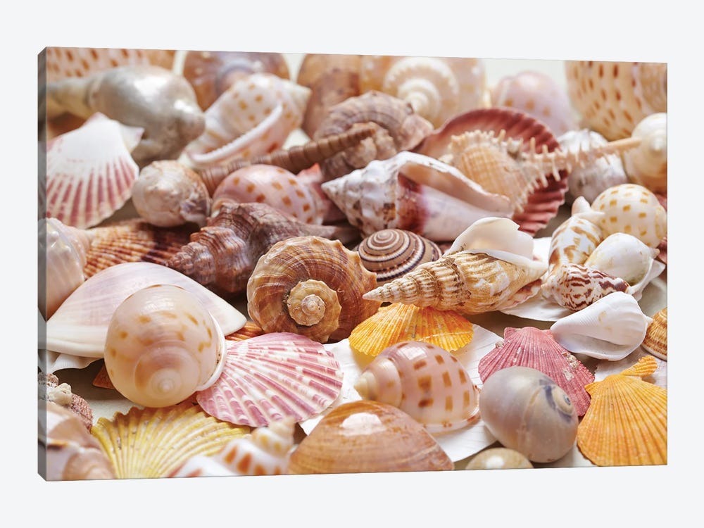 Nice Sea Shells by Depositphotos 1-piece Canvas Wall Art