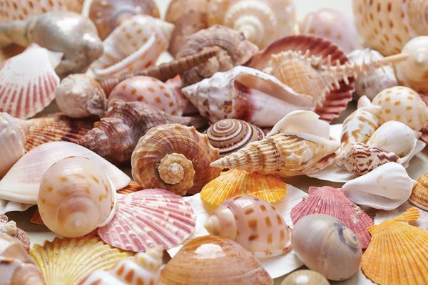 Depositphotos: Nice Sea Shells by Depositphotos