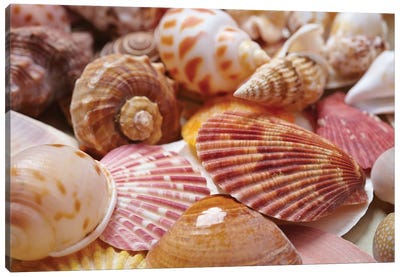 Nice Sea Shells Canvas Art Print