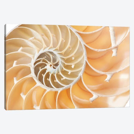 Nautilus Shell Section, Perfect Fibonacci Pattern Background Canvas Print #DPT357} by Depositphotos Canvas Art