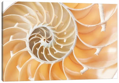 Nautilus Shell Section, Perfect Fibonacci Pattern Background Canvas Art Print