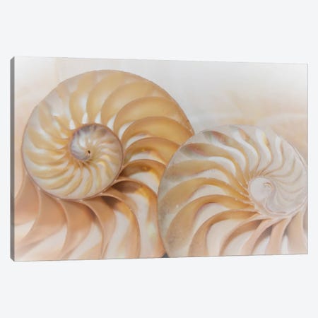 Nautilus Shell Spiral Cross Section Half Symmetry Fibonacci Nautilus Pattern In Sea Shell Canvas Print #DPT359} by Depositphotos Art Print