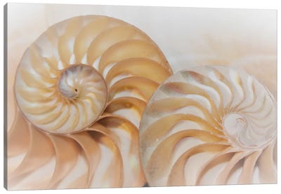 Nautilus Shell Spiral Cross Section Half Symmetry Fibonacci Nautilus Pattern In Sea Shell Canvas Art Print