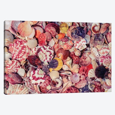 Beautiful Marine Background With Colorful Shells Of Different S Canvas Print #DPT360} by Depositphotos Canvas Artwork
