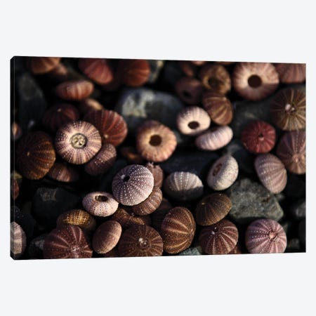 Close Up Shot Of Sea Urchin Shells In Sunlight Canvas Print #DPT371} by Depositphotos Canvas Art Print