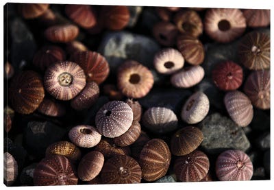 Close Up Shot Of Sea Urchin Shells In Sunlight Canvas Art Print