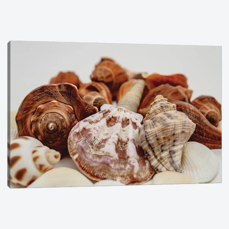 Sea Shells On A White Background Close Up Canvas Print #DPT372} by Depositphotos Canvas Print