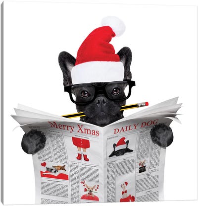 Dog Reading Newspaper On Christmas Holidays Canvas Art Print - French Bulldog Art