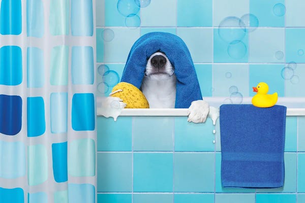 DepositPhotos: Dog In Shower I by damedeeso