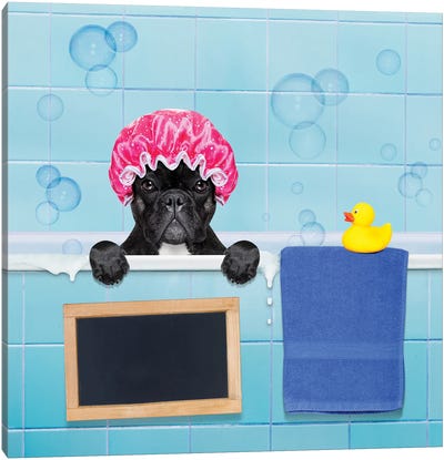 Dog In Shower II Canvas Art Print - French Bulldog Art