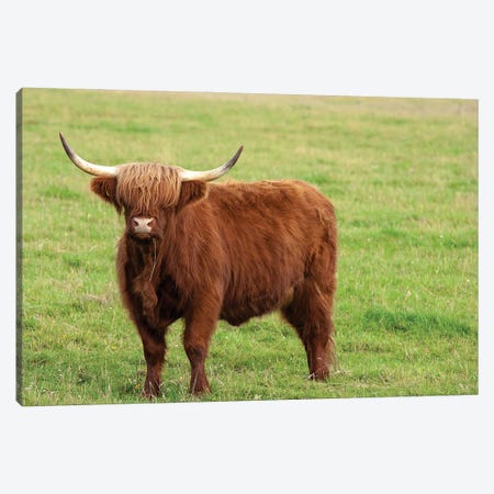 Scotland Red Angus Cattle Canvas Print #DPT423} by andrea_cf Canvas Art Print