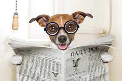 Dog On Toilet Seat Reading Newspaper IV by damedeeso metal wall art
