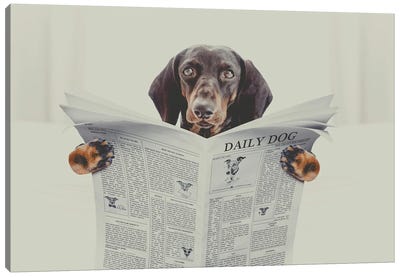 Dachshund Sausage Dog Reading A Newspaper Magazine, In Bedroom In Bed  With Retro Vintage Style Filter Canvas Art Print