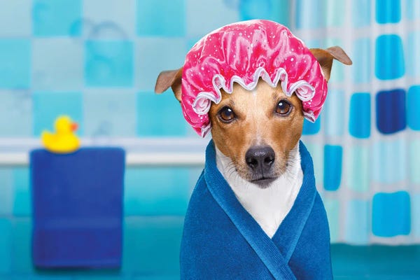 DepositPhotos: Dog In Shower  Or Wellness Spa by damedeeso