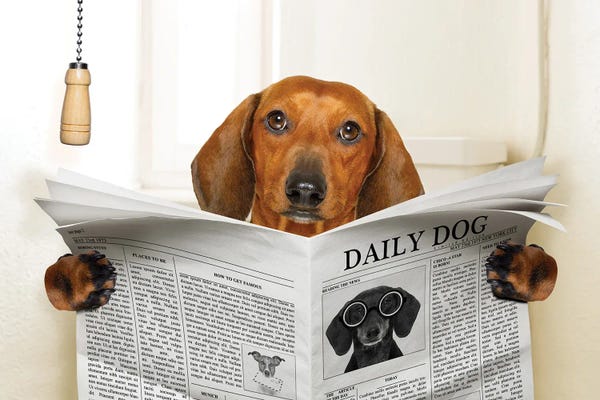 DepositPhotos: Dog Sitting On Toilet by damedeeso