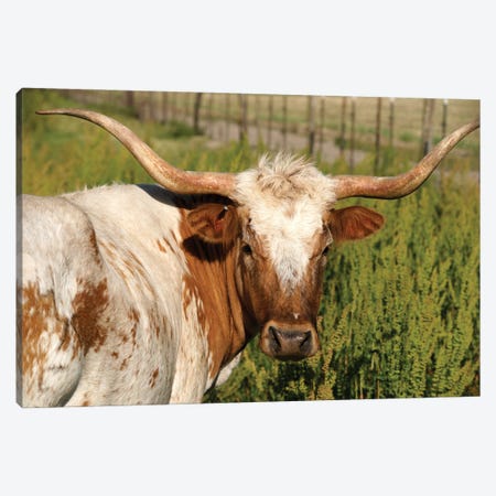 Longhorn Cow Canvas Print #DPT492} by ehpoint Canvas Wall Art