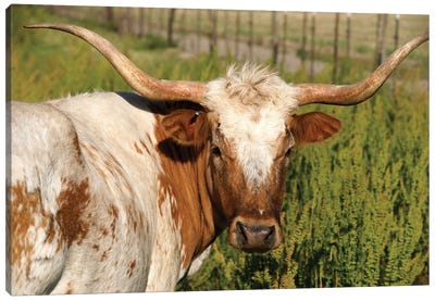Longhorn Cow Canvas Art Print