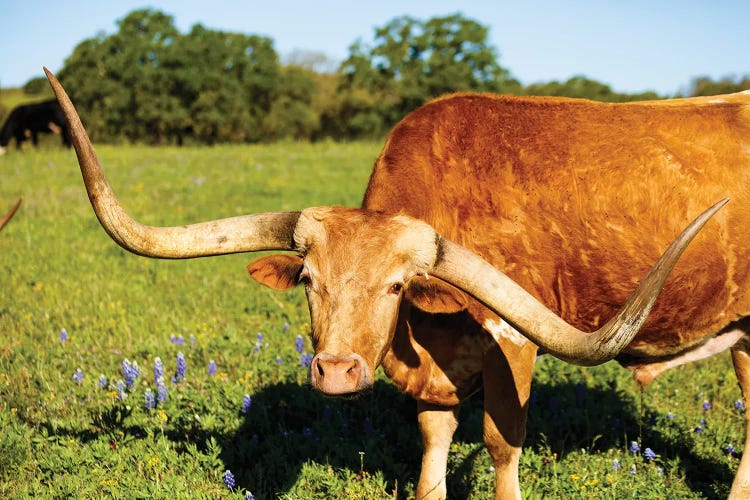 Beautiful Longhorn Bull I