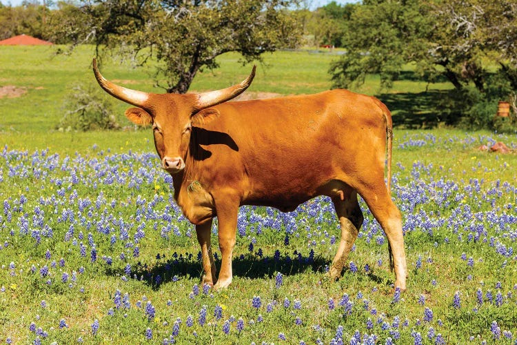 Beautiful Longhorn Cow by fotoluminate wall art