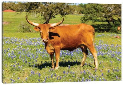 Beautiful Longhorn Cow Canvas Art Print - Animal Collection