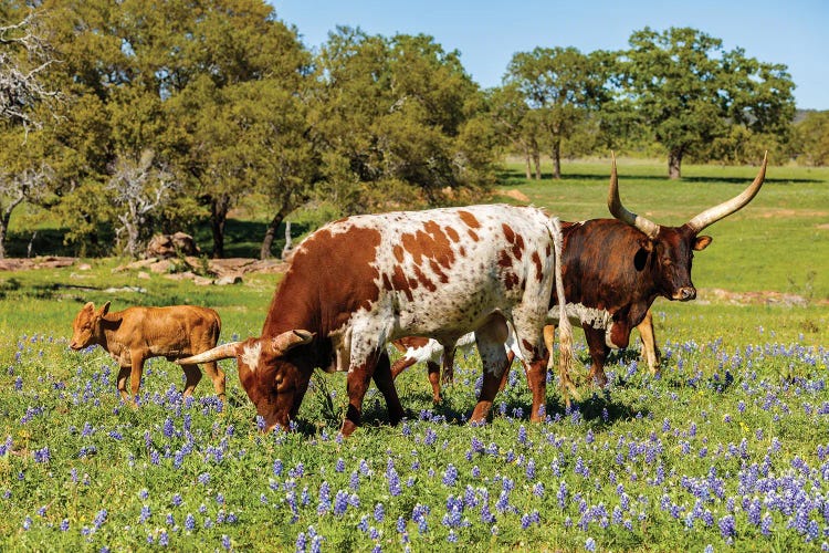 Texas Cattle Grazing I