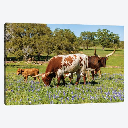 Texas Cattle Grazing I Canvas Print #DPT502} by fotoluminate Canvas Art