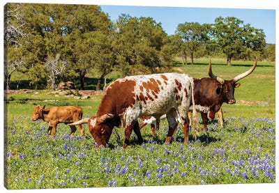 Texas Cattle Grazing I Canvas Art Print - Animal Collection