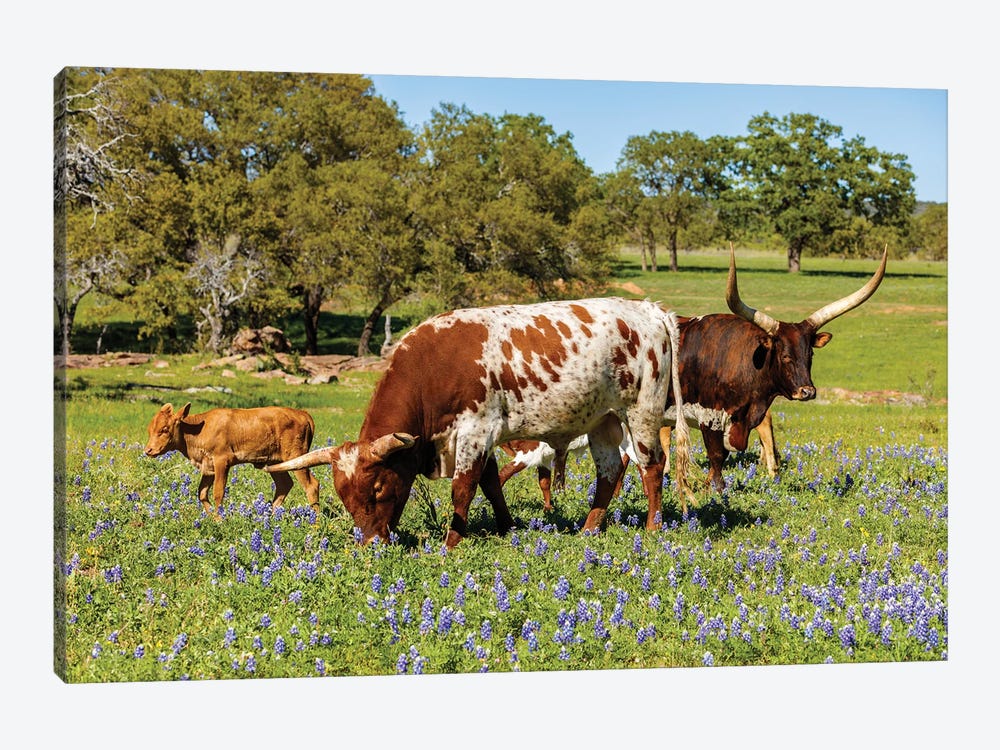Texas Cattle Grazing I by fotoluminate 1-piece Art Print
