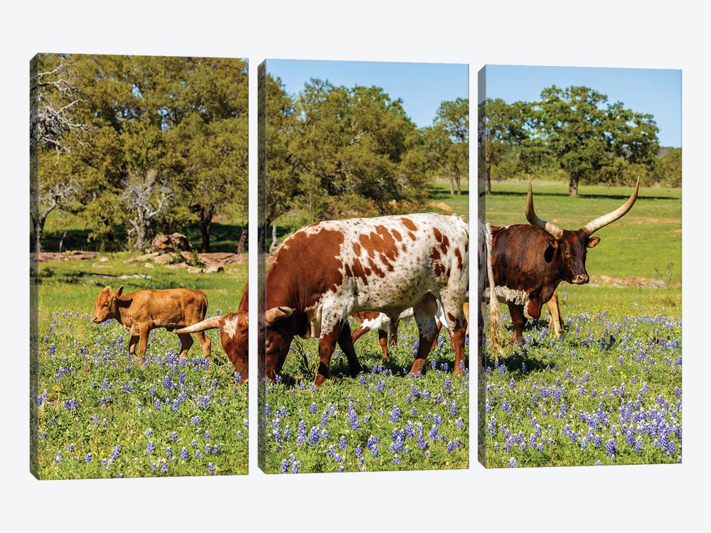 Texas Cattle Grazing I by fotoluminate 3-piece Canvas Art Print