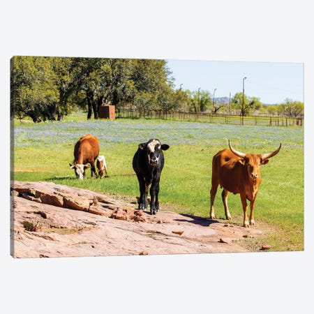 Texas Cattle Grazing II Canvas Print #DPT503} by fotoluminate Canvas Art