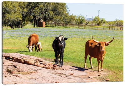 Texas Cattle Grazing II Canvas Art Print