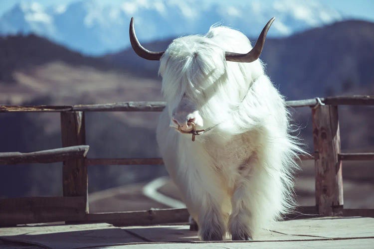 White Yak