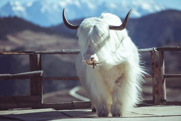Yaks