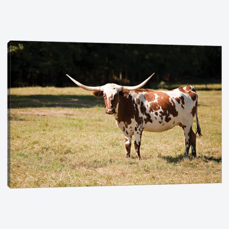 Texas Longhorn Cow In Meadow Canvas Print #DPT544} by mkm3 Canvas Print