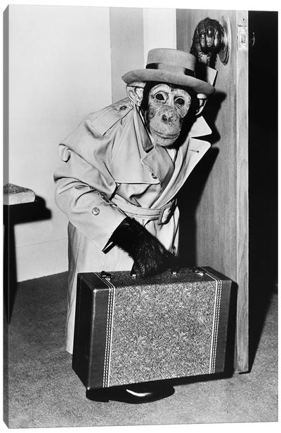 Chimpanzee In Coat And Hat Walking With A Suitcase Canvas Art Print