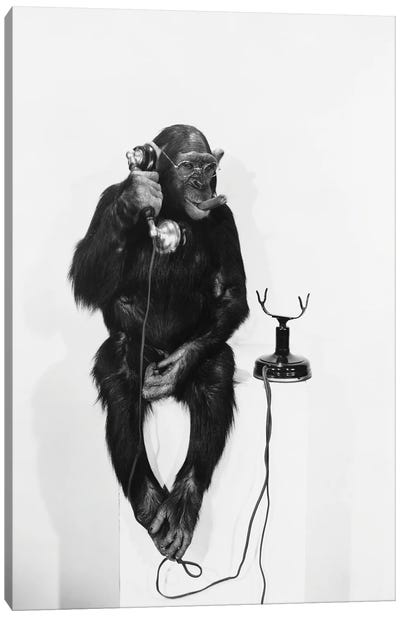Monkey On The Phone Canvas Art Print - Chimpanzees