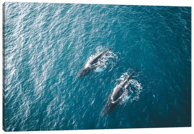 Aerial View Of Several Humpback Whales Diving In The Ocean With Blue Water And Blow Canvas Art Print