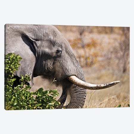 Close Up Picture Of An Elephant Head In Kruger National Park, South Africa Canvas Print #DPT602} by palko72 Canvas Art Print