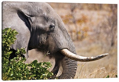 Close Up Picture Of An Elephant Head In Kruger National Park, South Africa Canvas Art Print