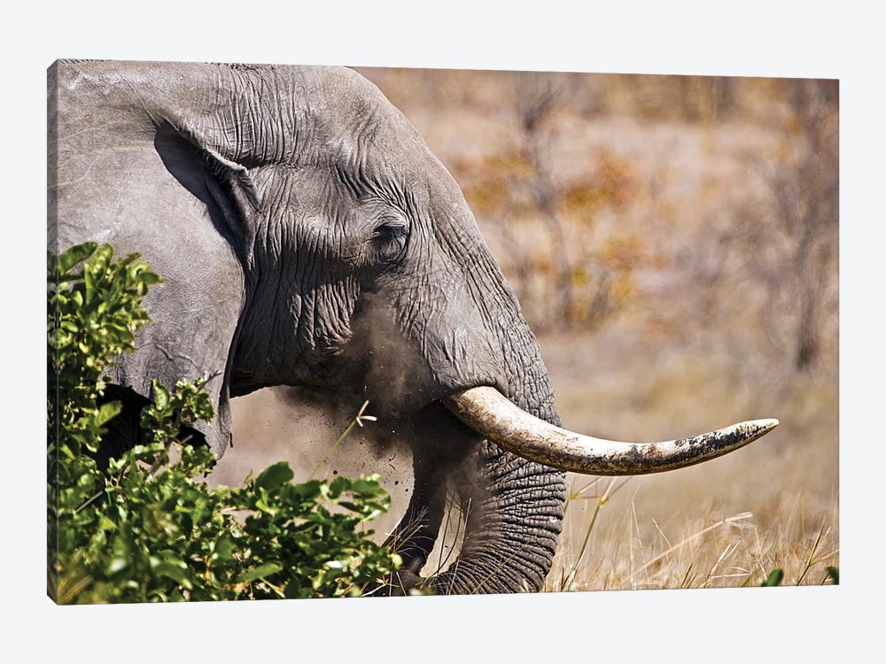 Close Up Picture Of An Elephant Head In Kruger National Park, South Africa by palko72 1-piece Art Print