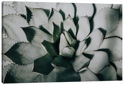 Close Up Of A Succulent In A Desert Canvas Art Print