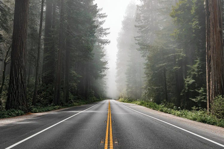 Scenic Route In The Redwood National Forest In California, Usa