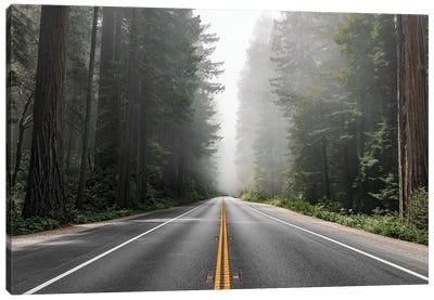 Scenic Route In The Redwood National Forest In California, Usa Canvas Art Print - Redwood Trees