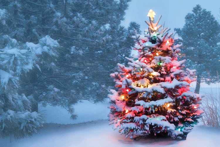 This Tree Glows Brightly On Snow Covered Foggy Christmas Morning