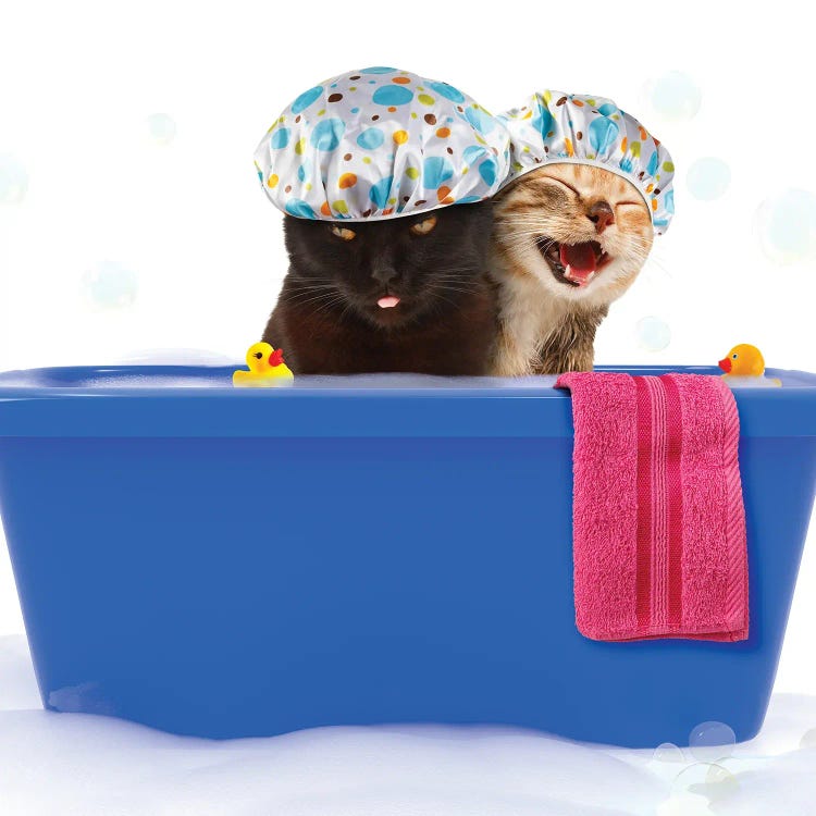 Two Funny Cats Are Taking A Bath In A Co - Canvas Artwork | funny_cats
