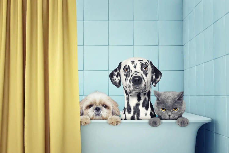 Two Dogs And Cat In The Bath