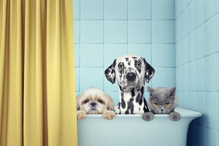 Two Dogs And Cat In The Bath