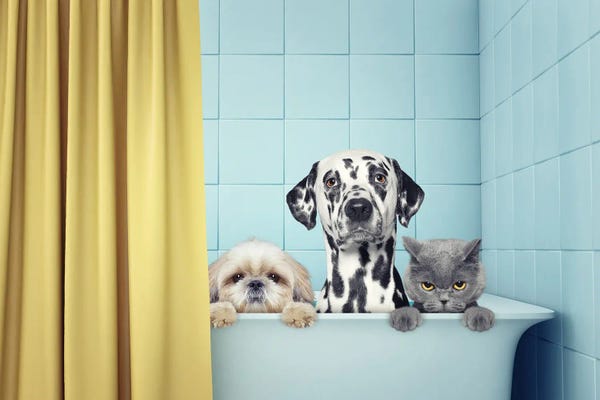 Two Dogs And Cat In The Bath