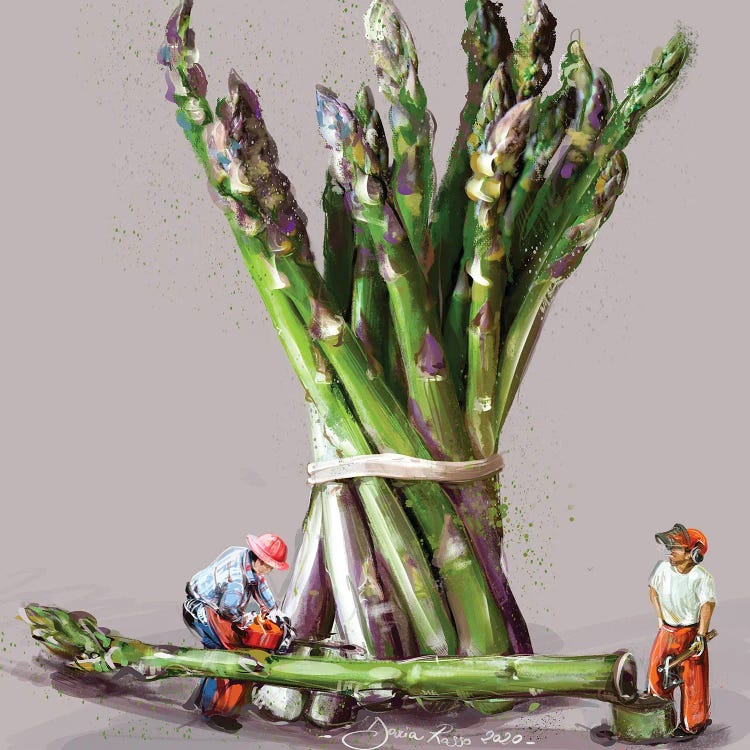 Asparagus Harvesting