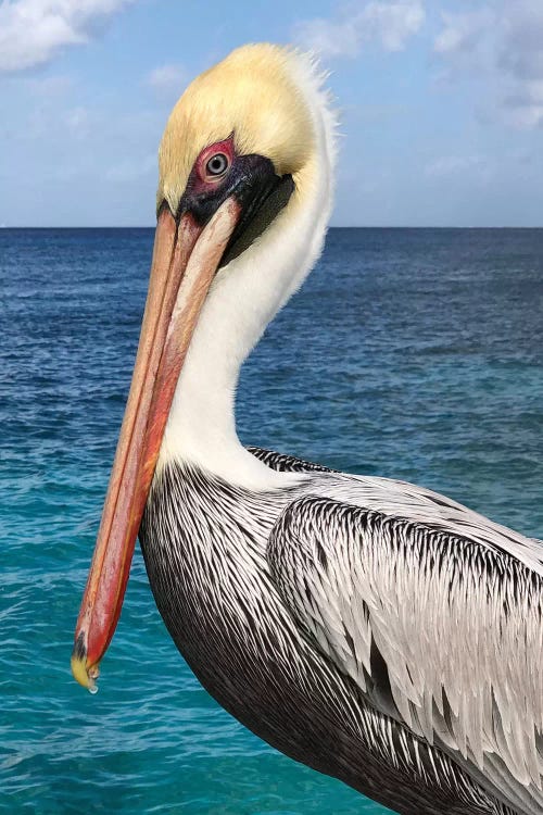 Pelican